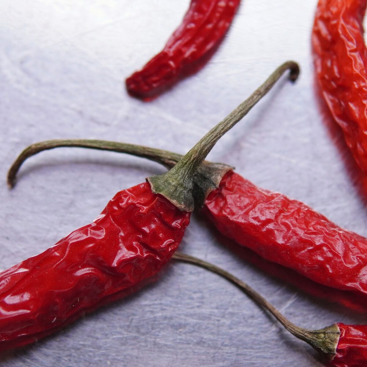 chili live texte shakedown disent